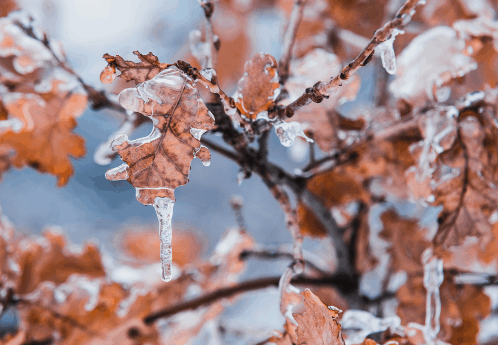 Close-up of autumn oak leaves covered in a thin layer of ice, with icicles hanging from the edges.